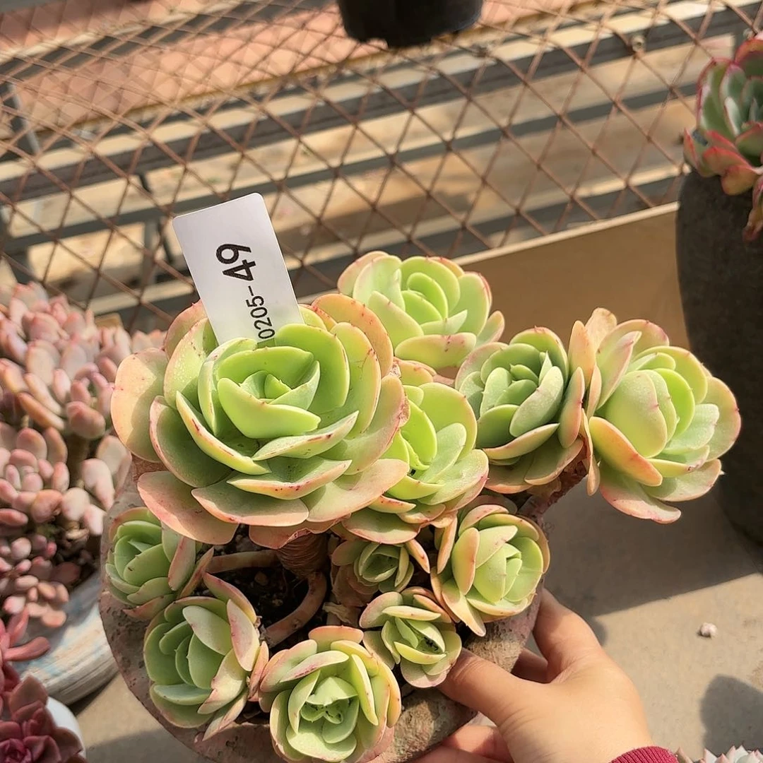 同温层多肉碧桃59