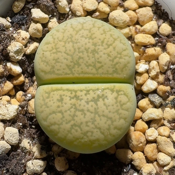 生石花1111221。  309