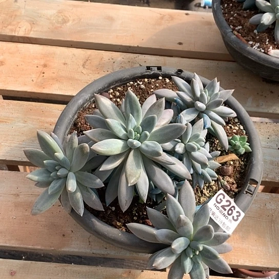 黄胖体哥特大群不包损263