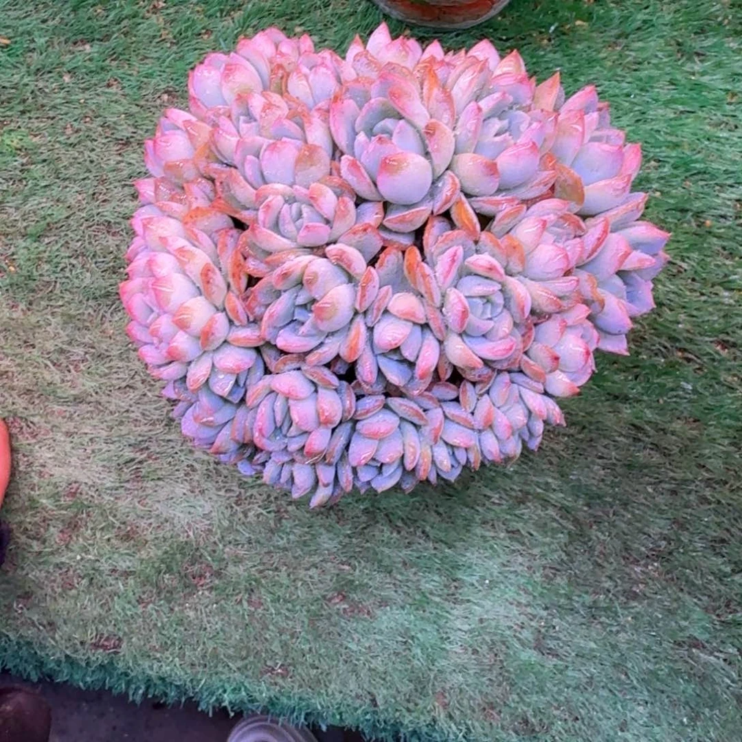 莎莎女王缀化朵朵无砍