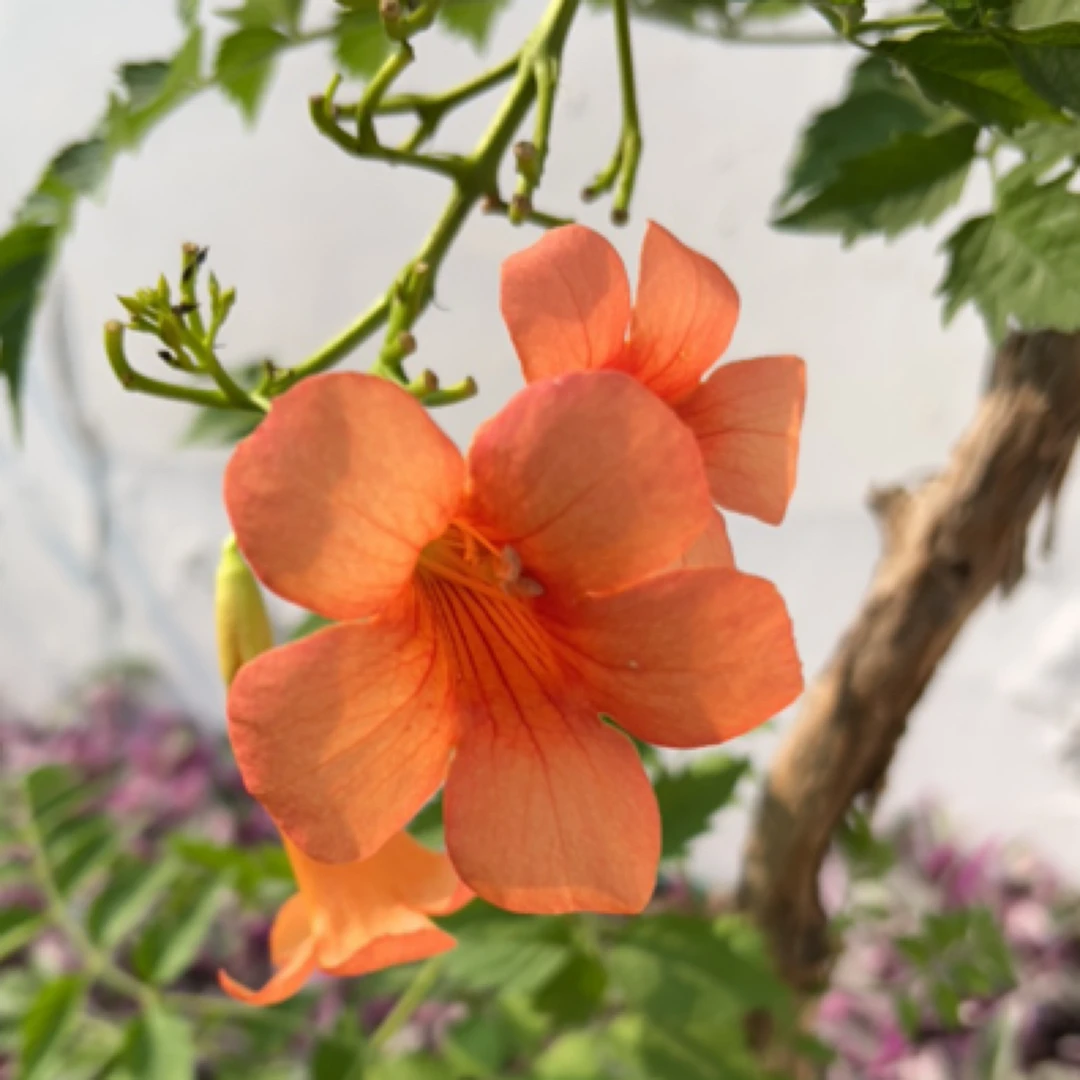 耐寒耐热爬藤中华凌霄花苗盆栽爬藤植物适合庭院阳台种植