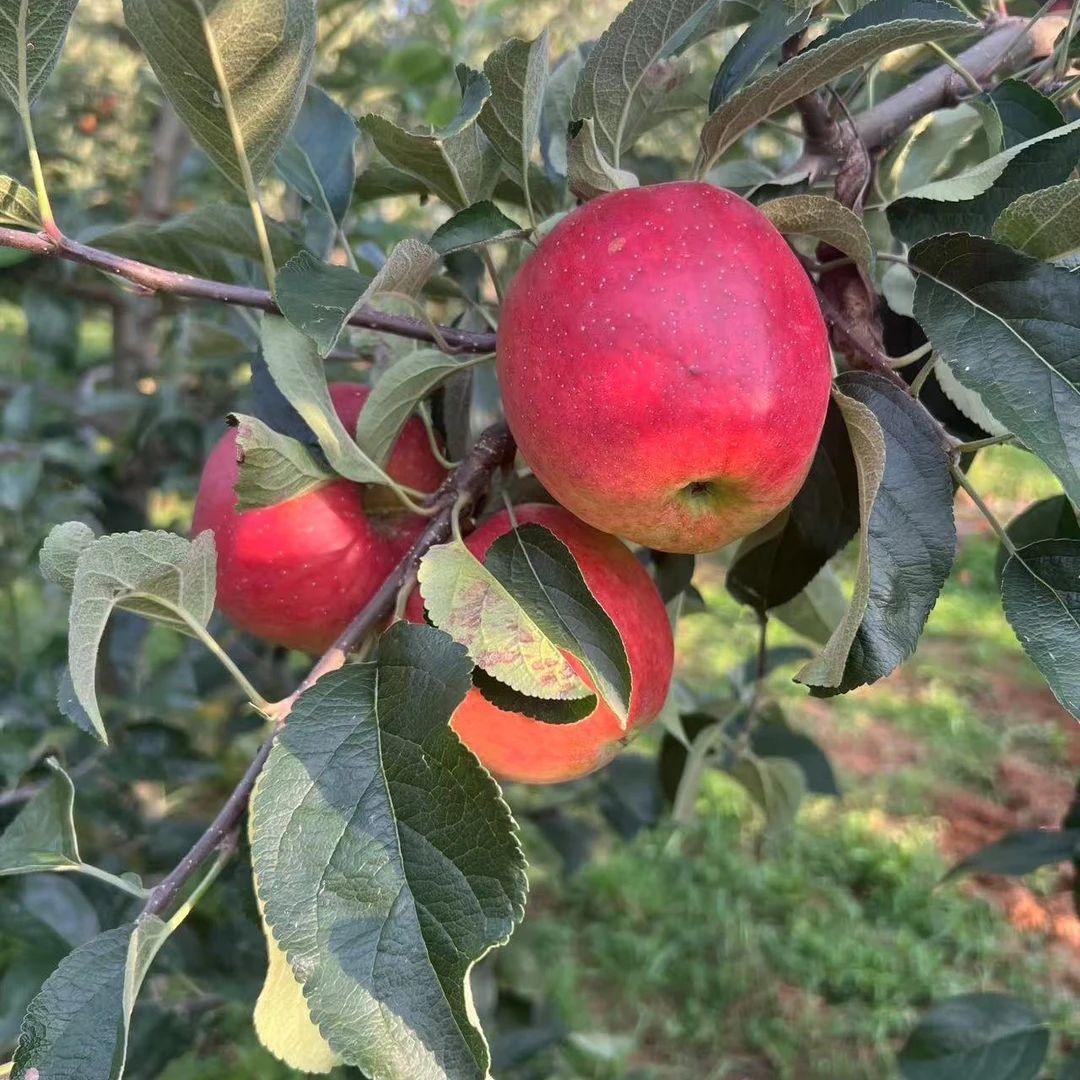 云南昭通早熟红露纯甜苹果