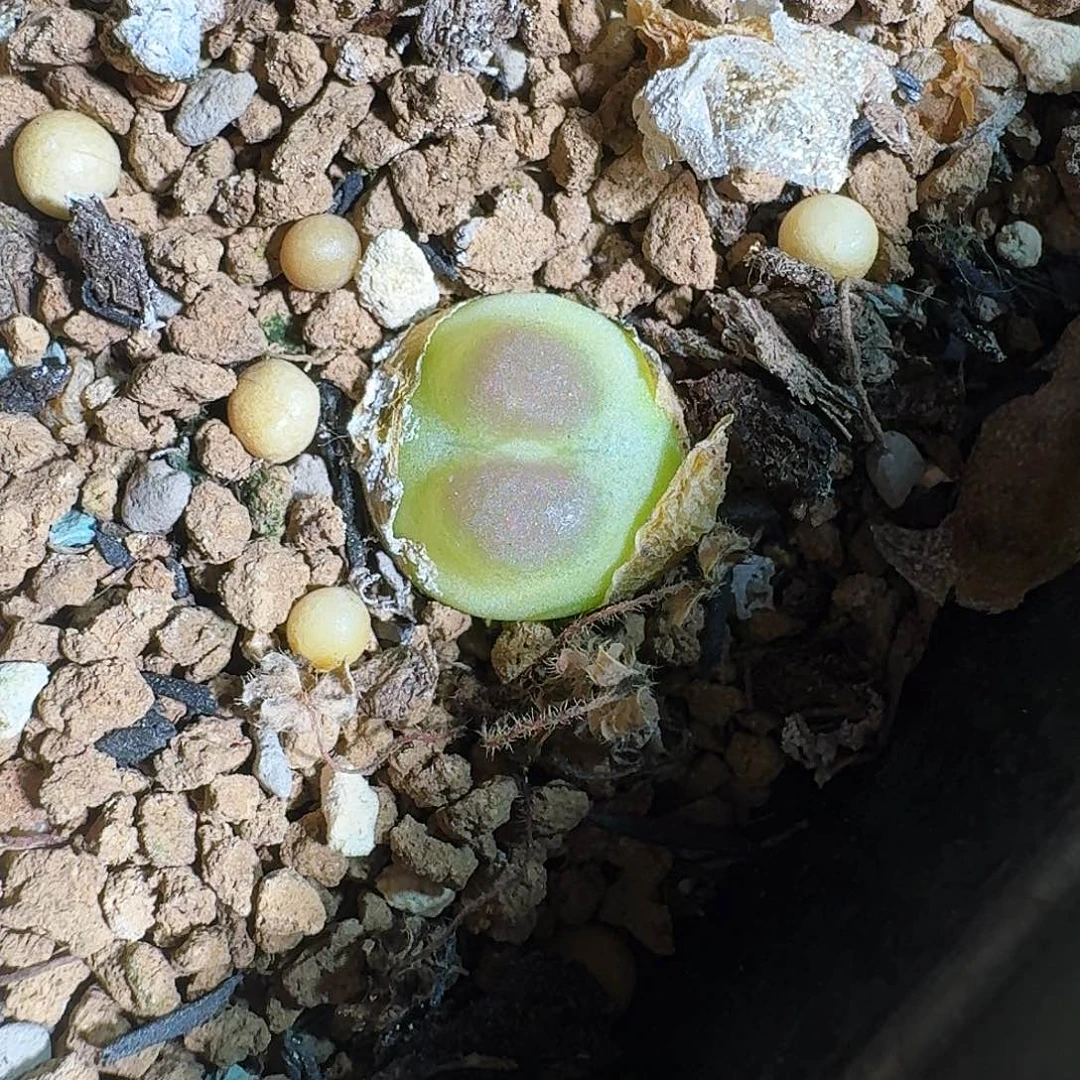 无花朵ʚ***ɞ多肉植物130