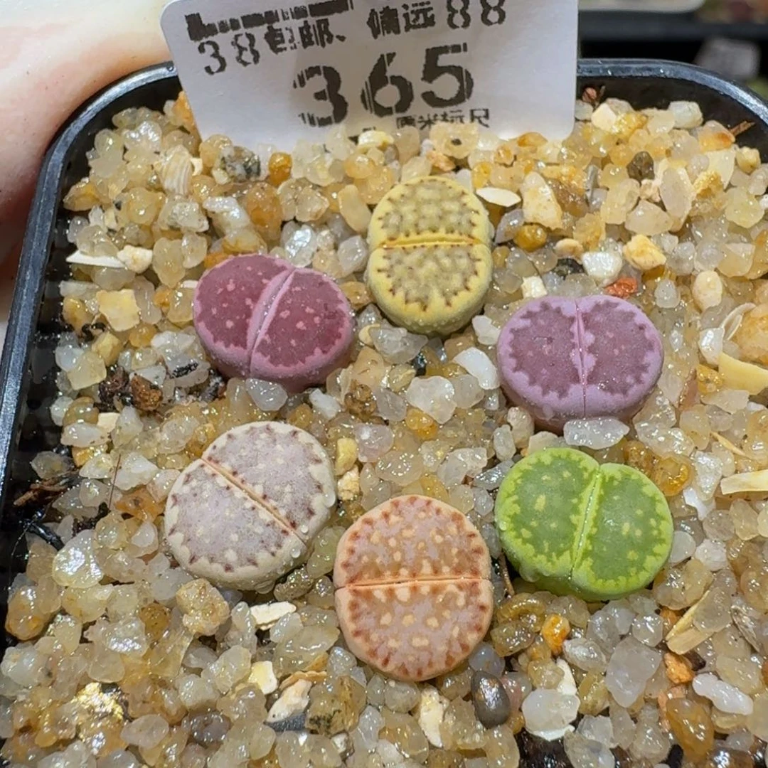 Ssss精品生石花365