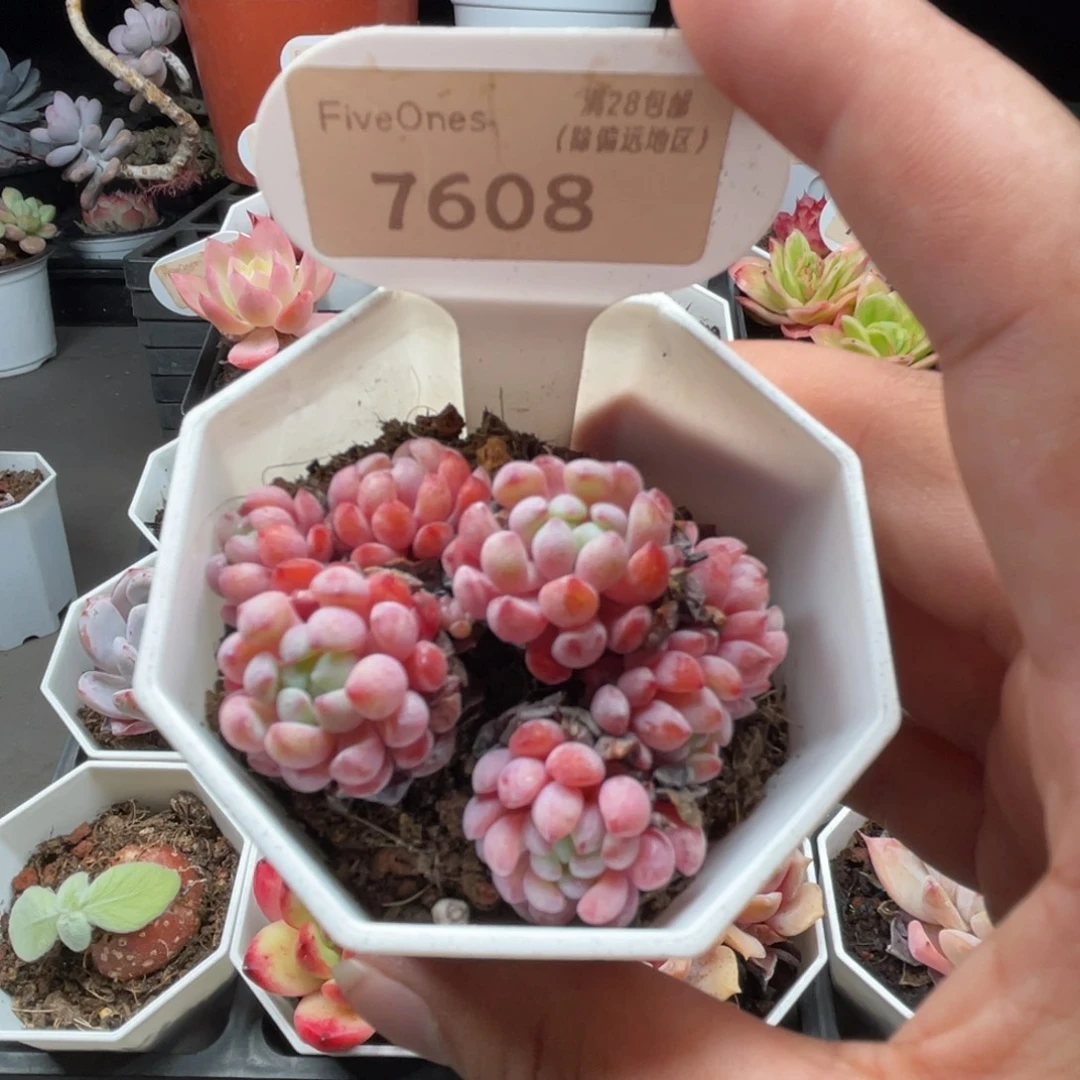 7608娜亚小精灵4.0厘米