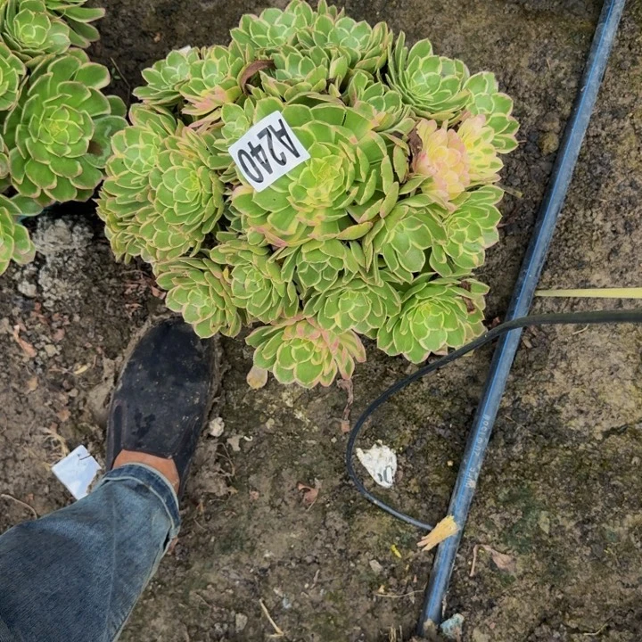 海燕花花25-33包邮花花