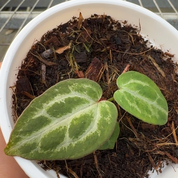 完全开放15号wonderbpy杂千鸟格