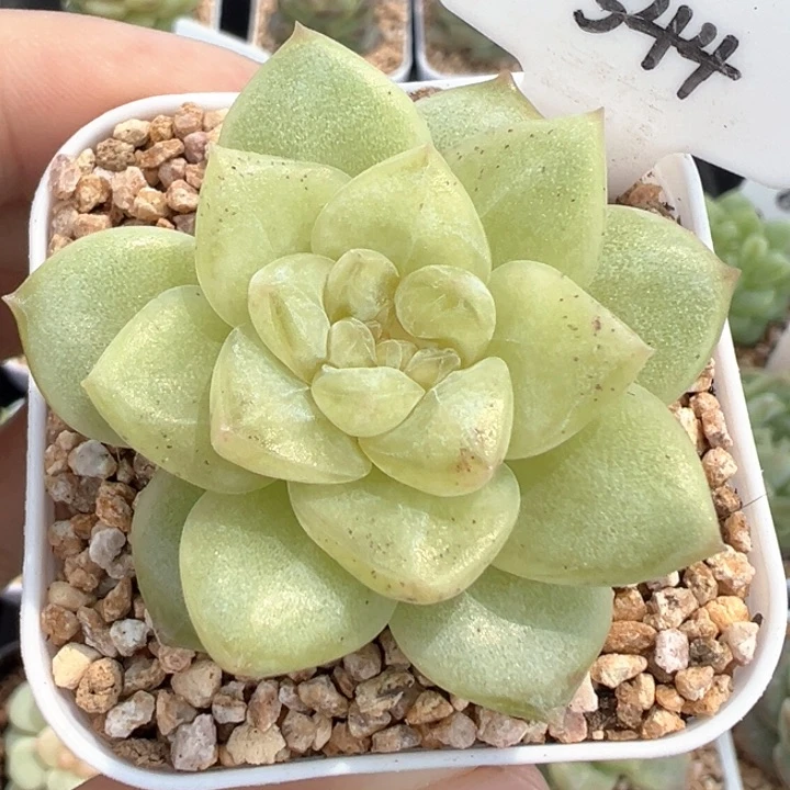 544号风花雪月系列清歌有晒斑