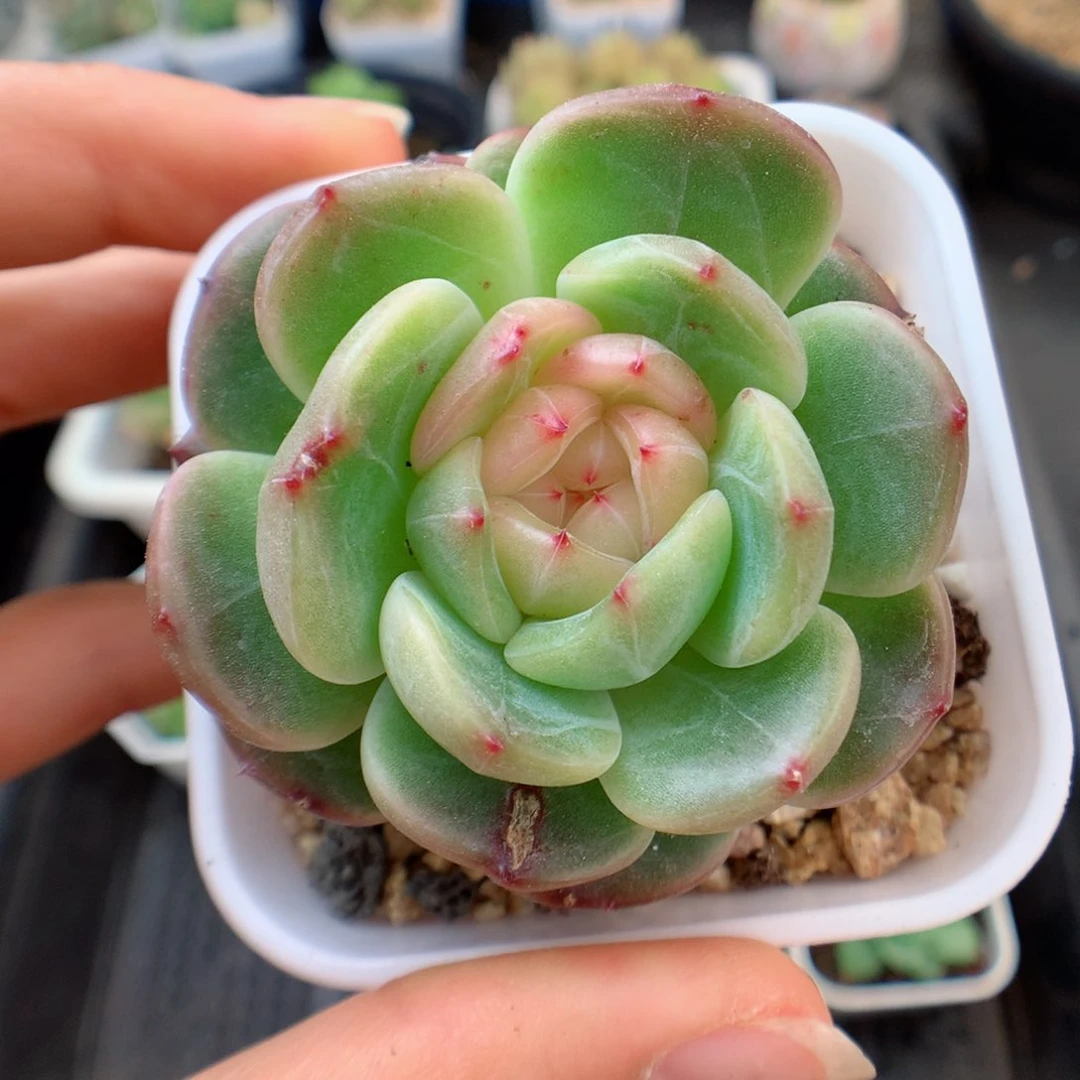 58包邮  群生不包整 珍妮2