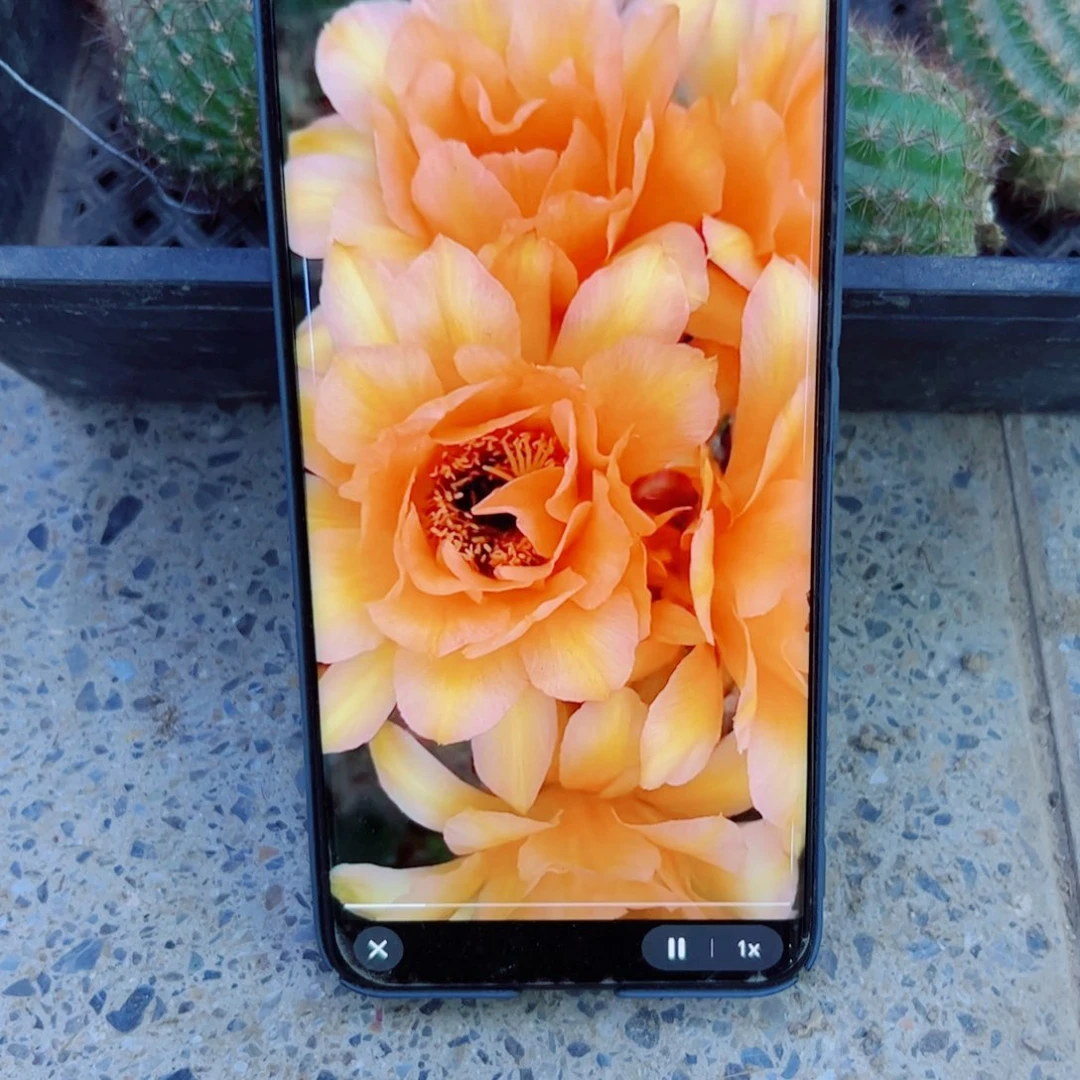 下100毛香槟丑歪无根侧芽6公分左右20包邮