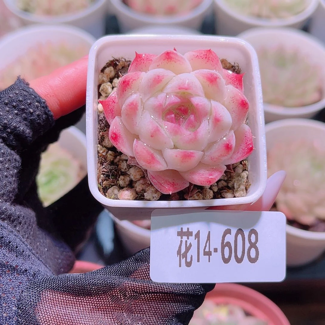 花利美14-608美瞳