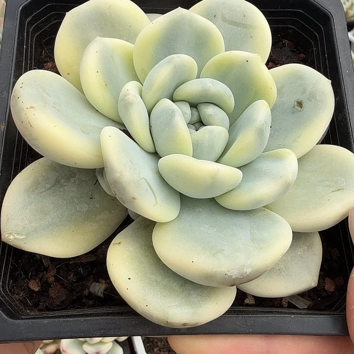望舒锦白腹轮锦一颗