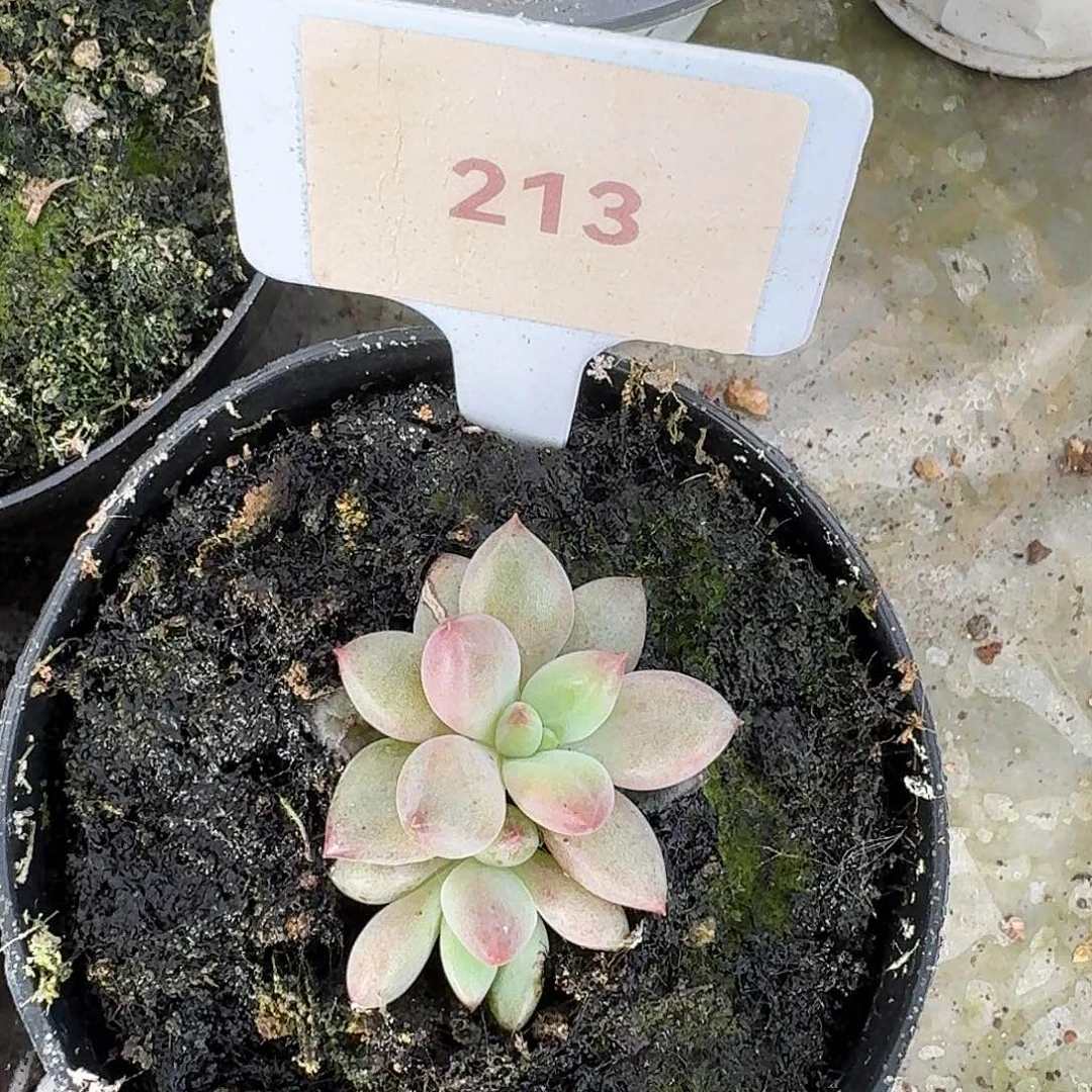 彩体钻石鱼美人123456789101112