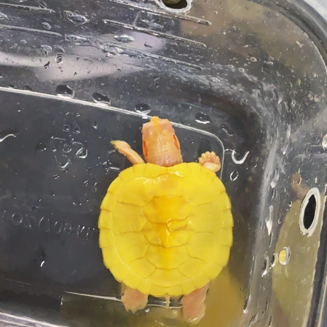 绿毛龟母变异白巴4+增甲