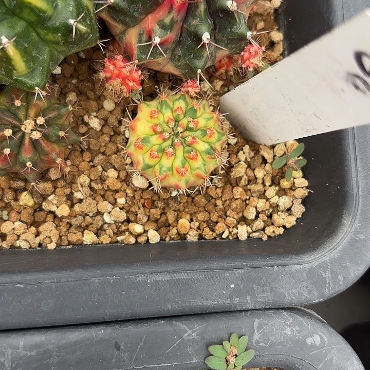 60-0614泰国发货多肉