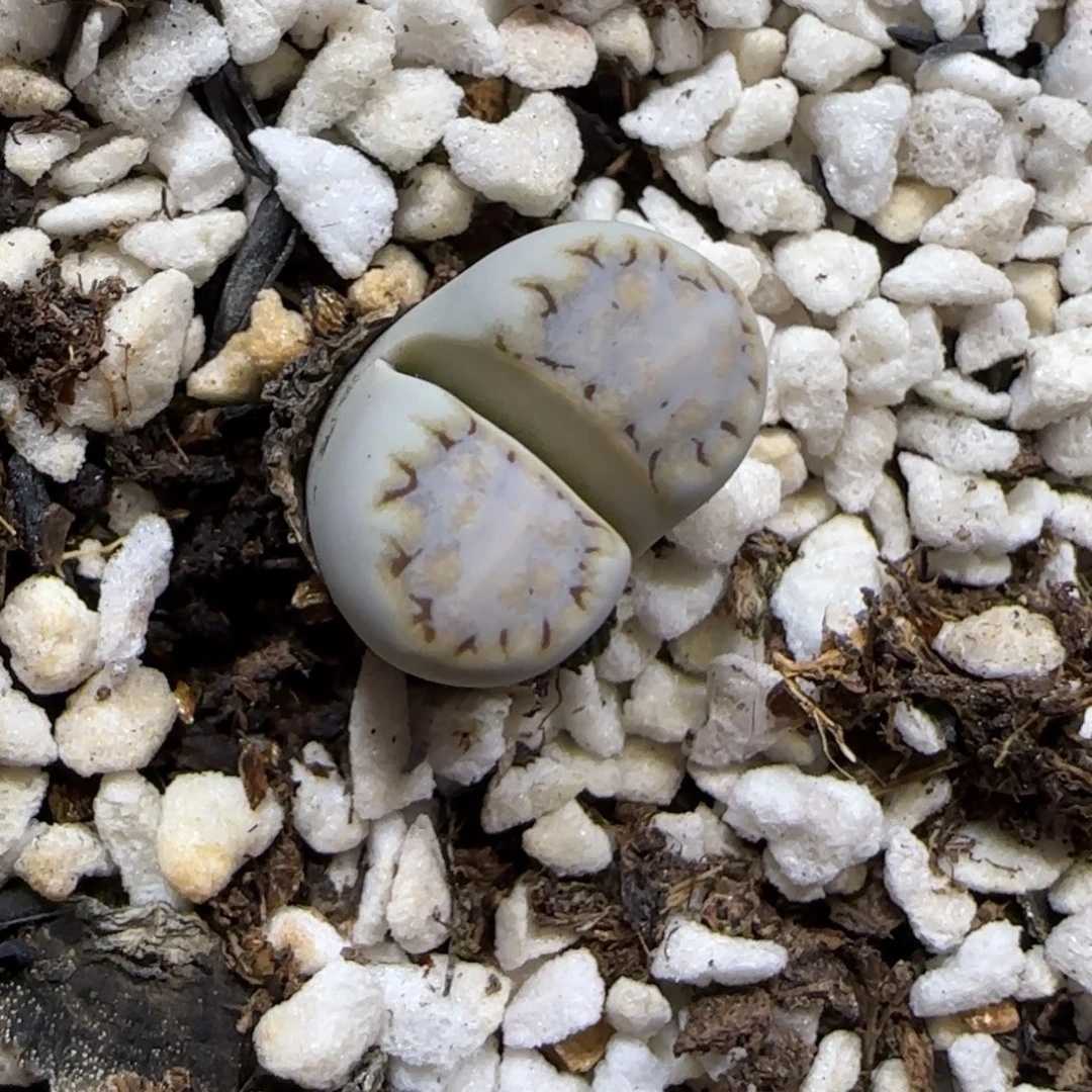 9.4。。 糖霜清框福利。。。2089