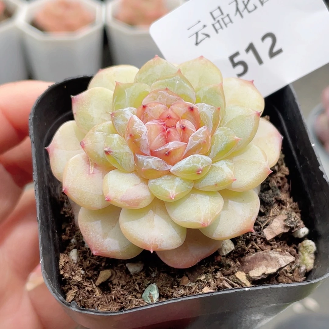 512号糖心冰心珍妮 雏菊