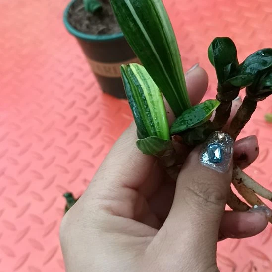 老*特色花卉君子兰小苗