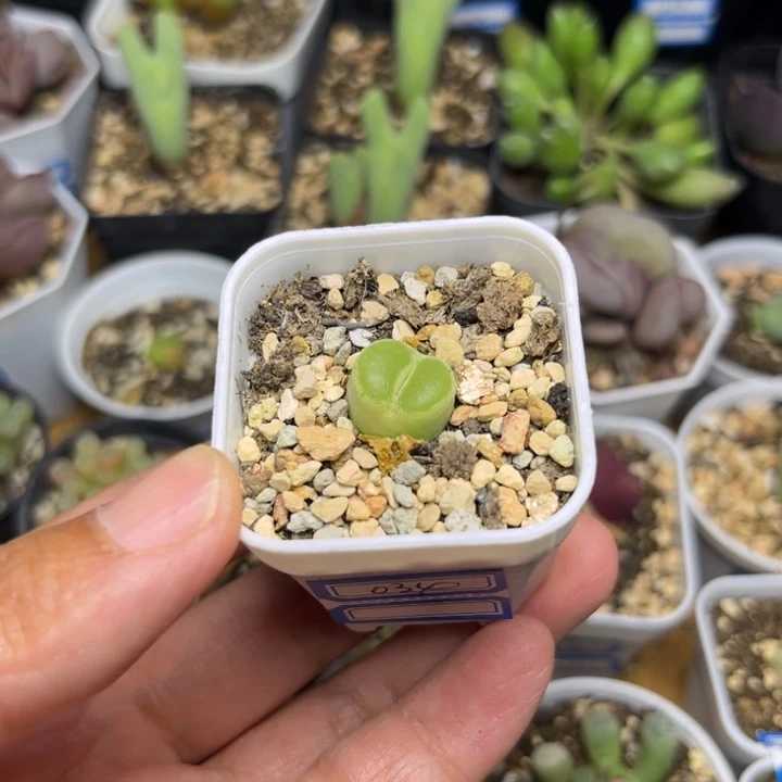 6️⃣*034 风铃多肉植物