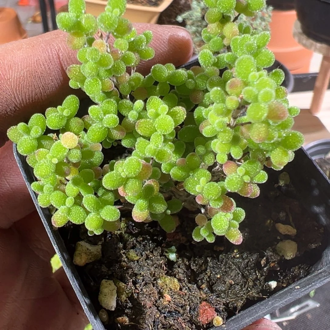 蜜橘糖球55杯老桩福利