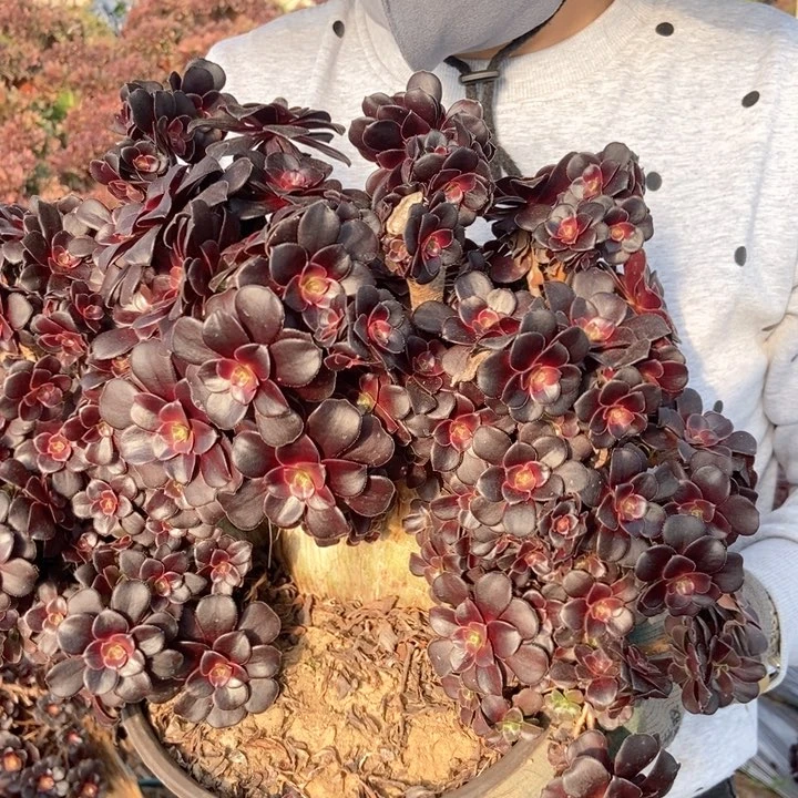 大**?欧紫缀化330