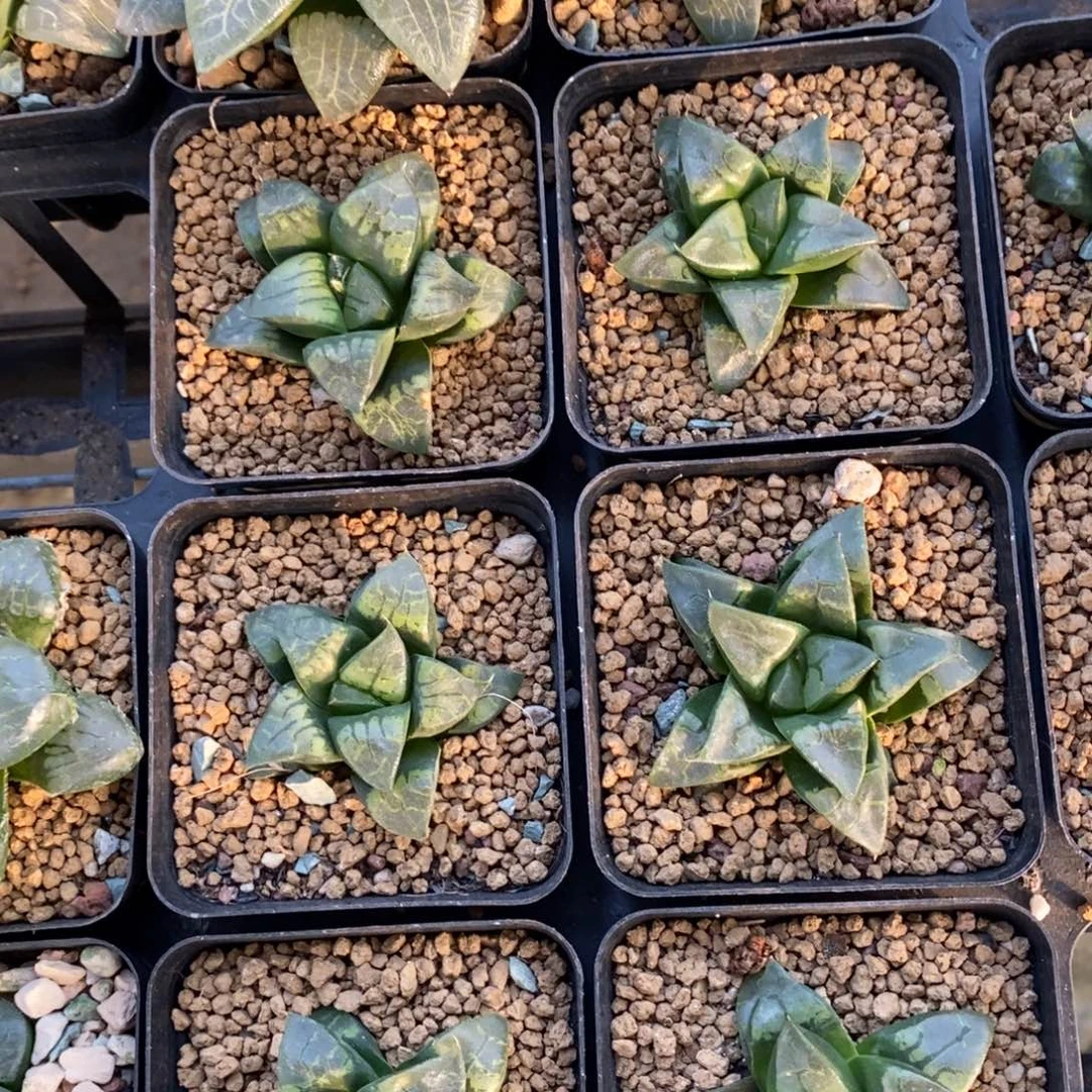 一颗假面实生 高货 元旦福利