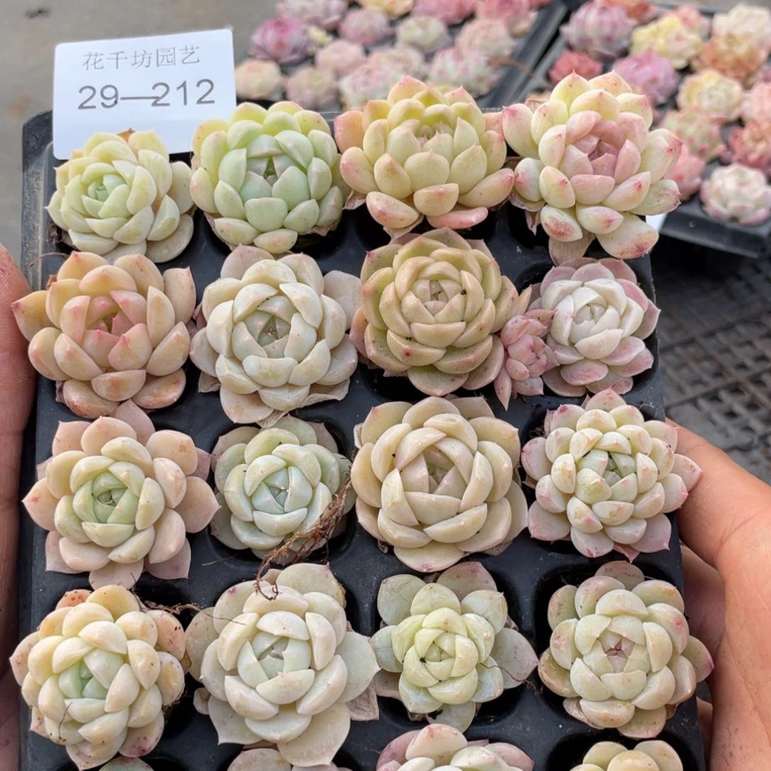 一物一拍20颗小苗29-212