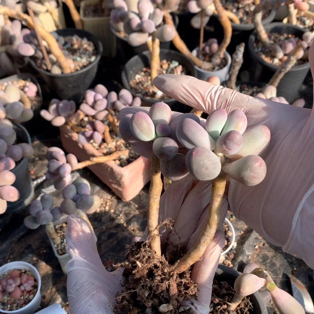 米可奶酪多肉 米可奶