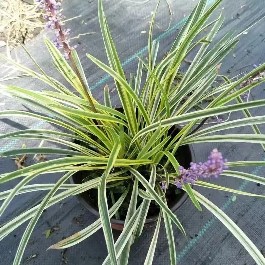 金边麦冬草耐寒地栽盆栽庭院绿化