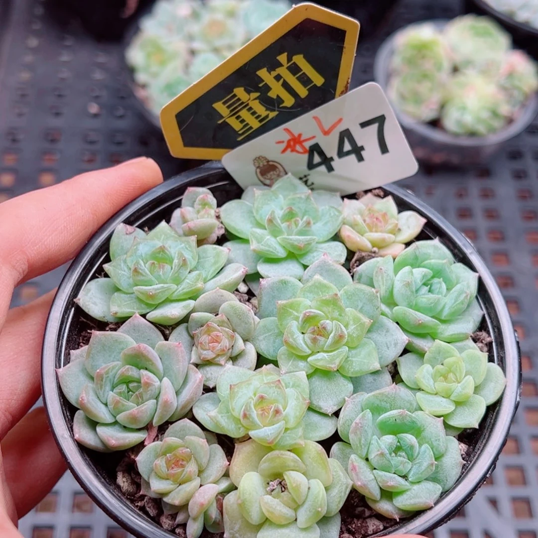 多肉植物多肉植物