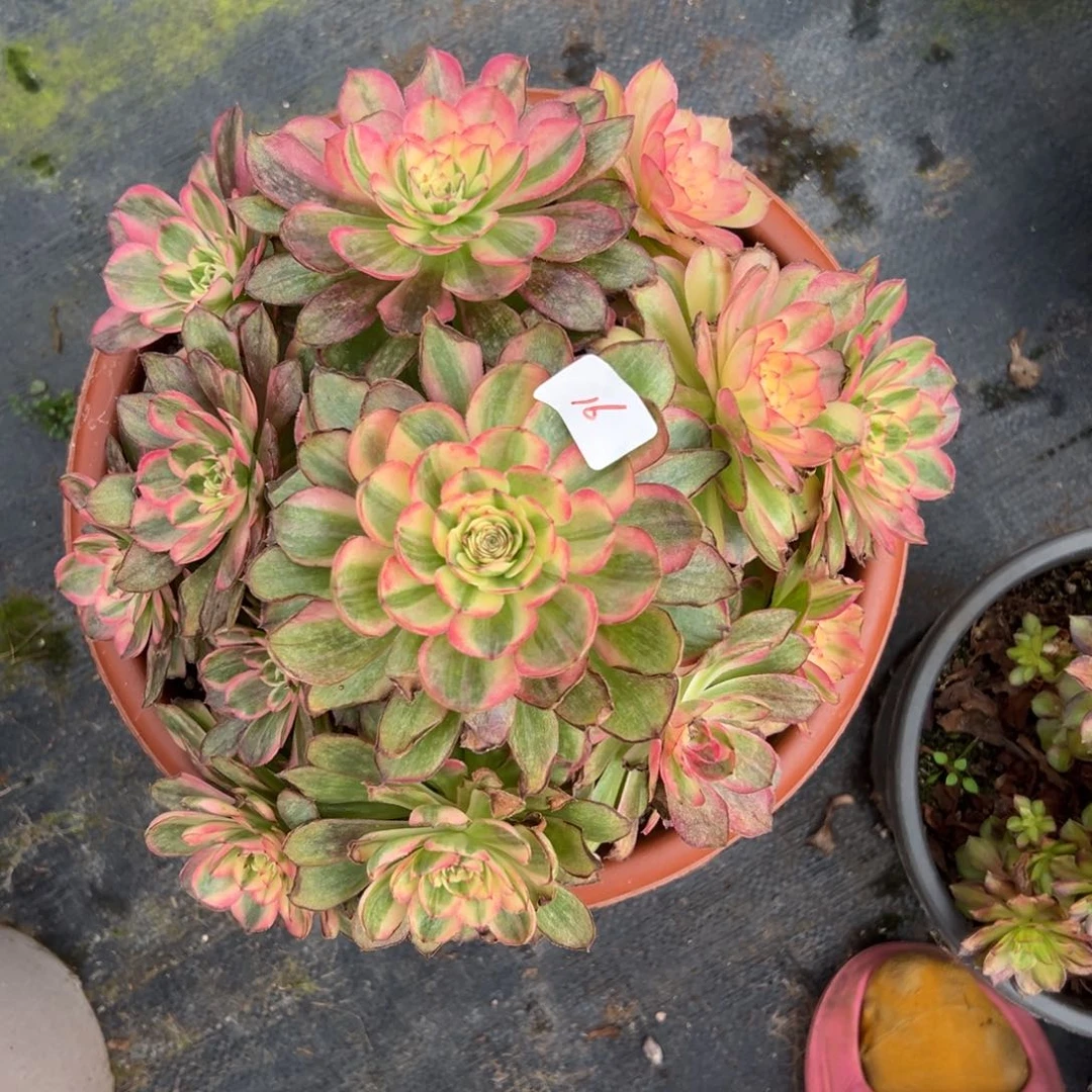 16粉海神多肉嘻嘻副