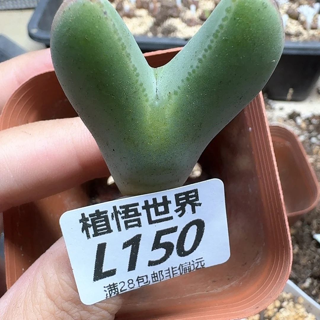 多肉植物的润泽地ff