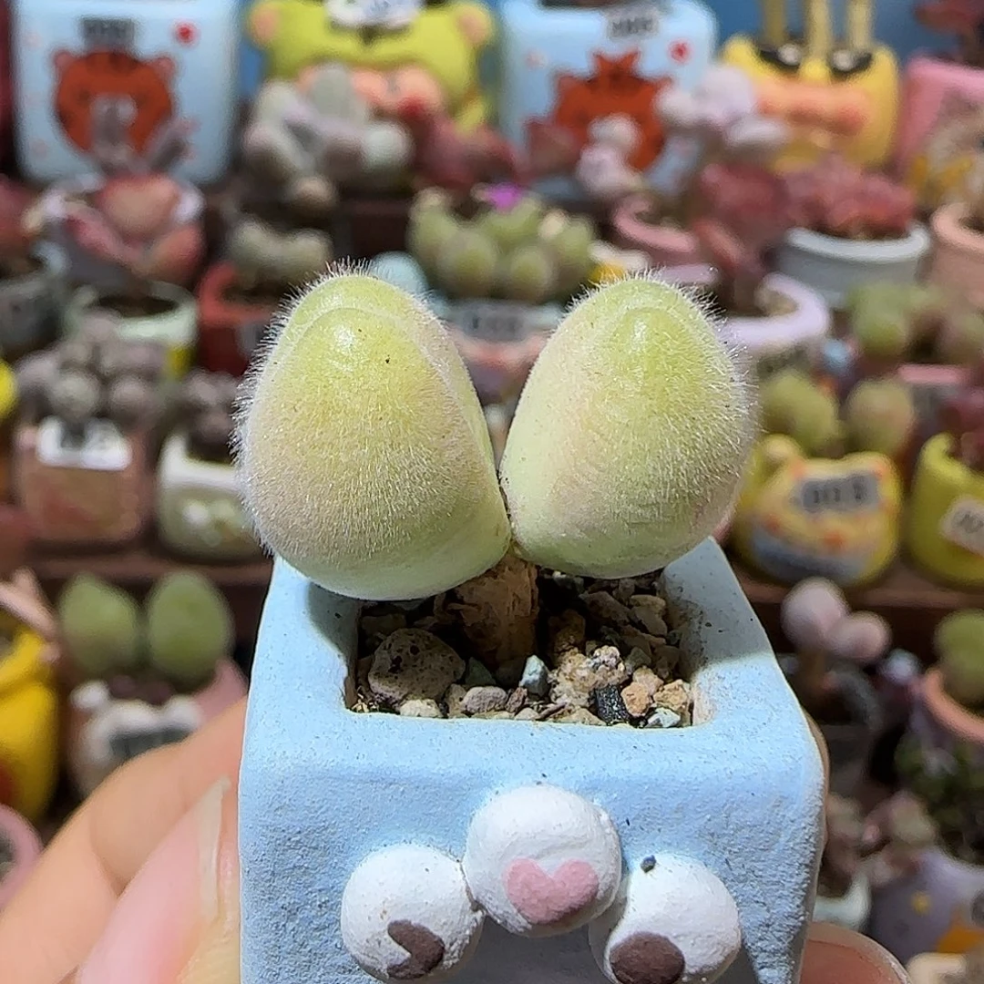 T可爱小毛翠盆口1.5cm