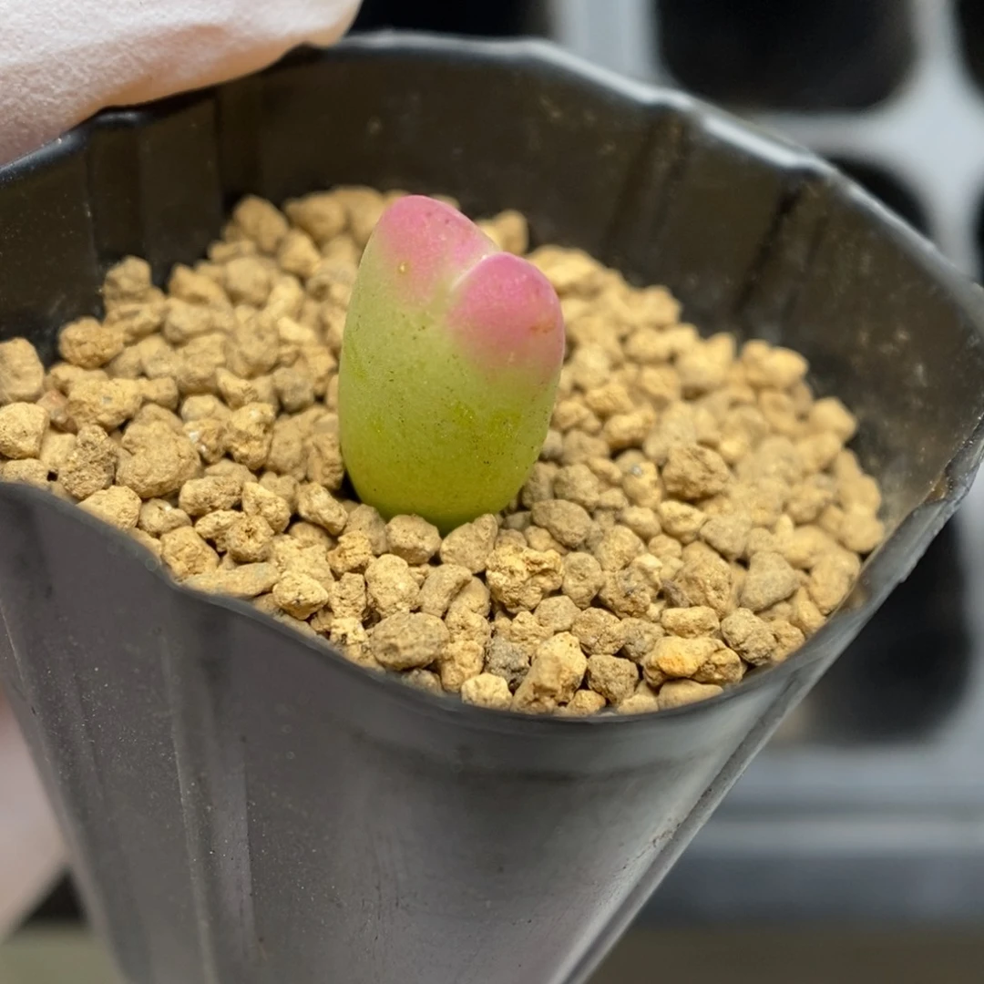 多肉植物肉锥杂交K-3509（0.9）粉将杂