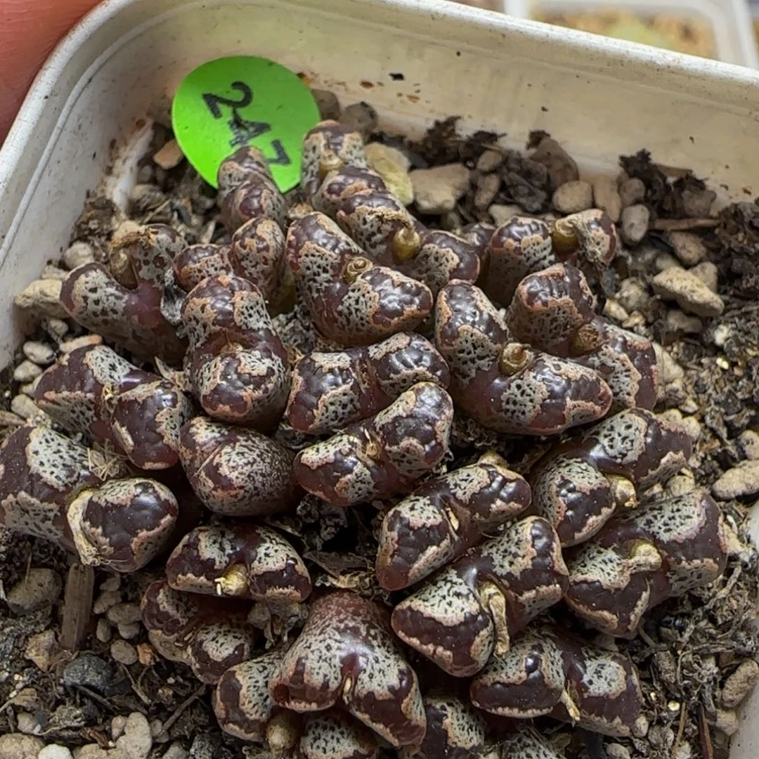 大窗超碟群多肉植物247