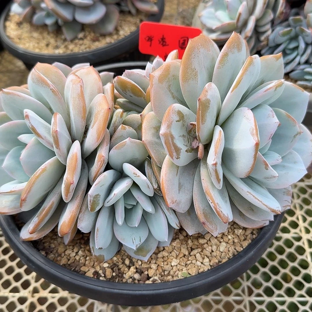 呼***圈哈哈哈哈哈哈哈哈哈哈哈哈哈