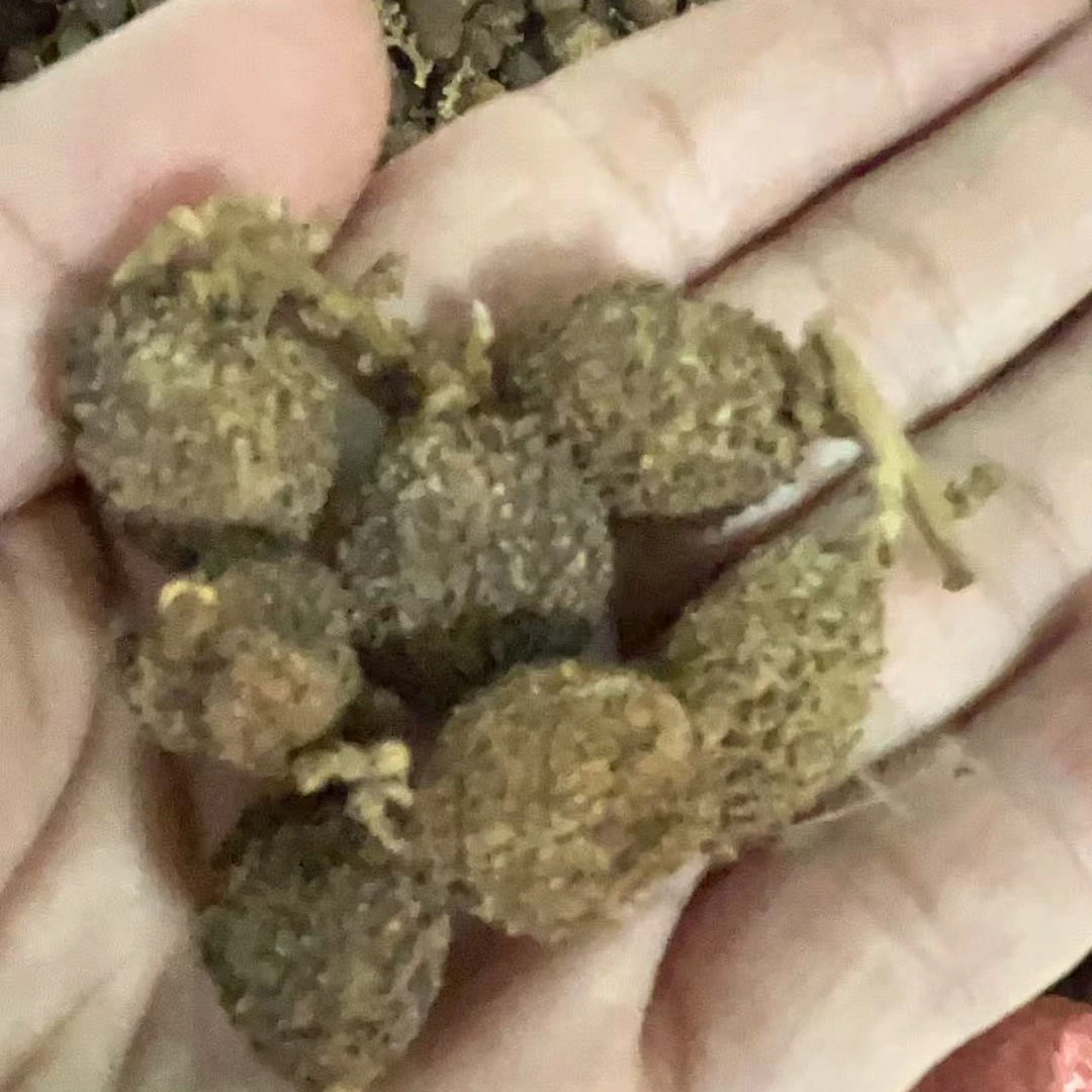 正宗阳春春砂仁老品种黄苗仔传统炭烘养胃干果可煲汤【促销价】♥
