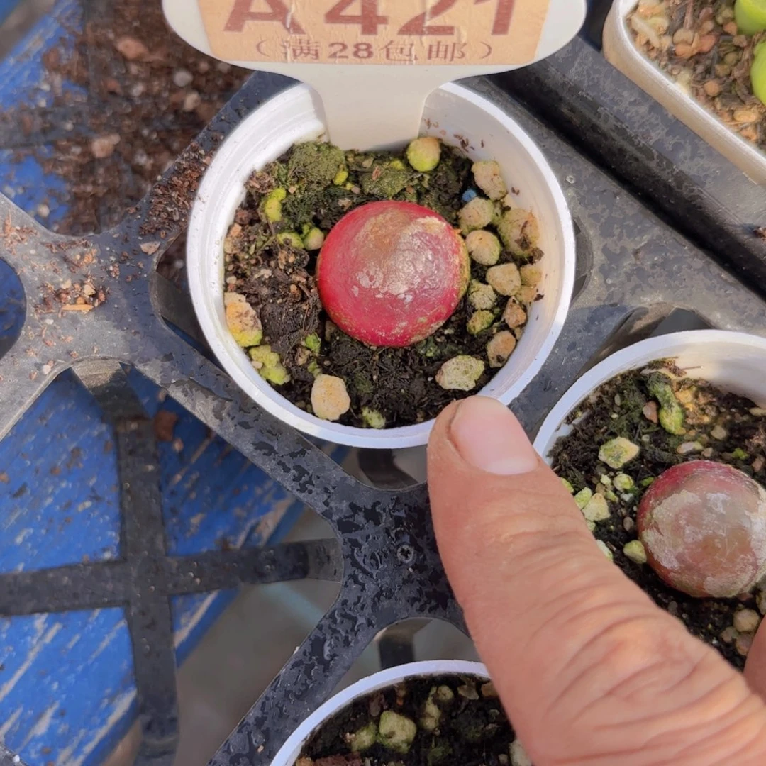 A421灯泡一物语拍