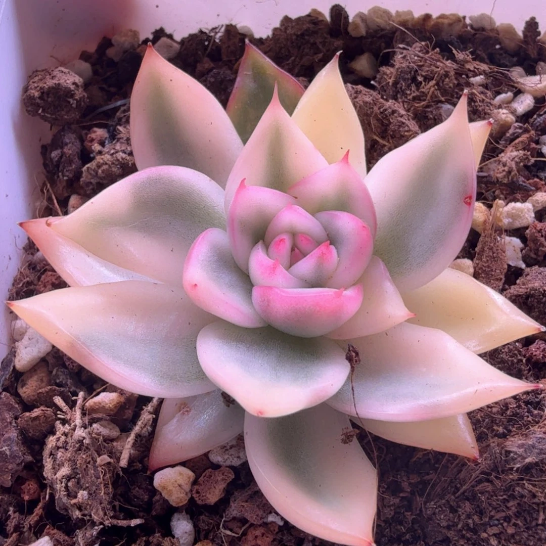 卡里斯托锦 多肉植物