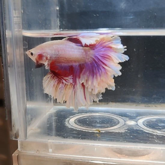 斗鱼泰斗拍品12月4号2