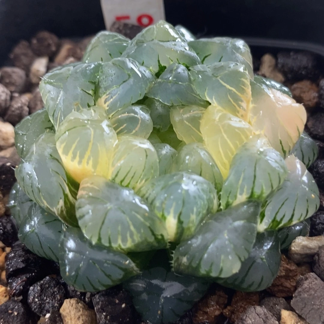 58湖水玉露锦一物一拍