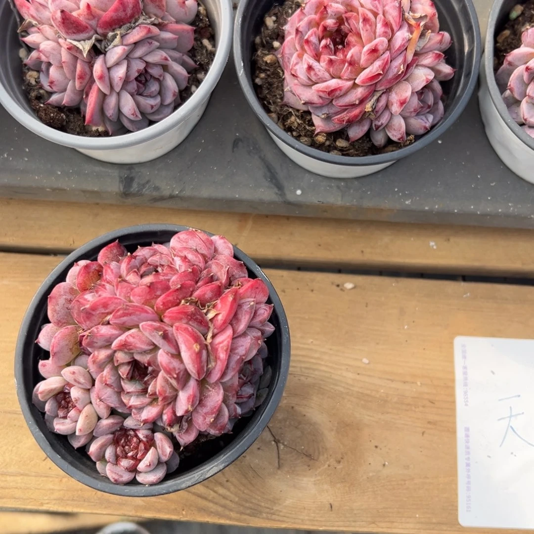 群生天鹅绒，福利多多！