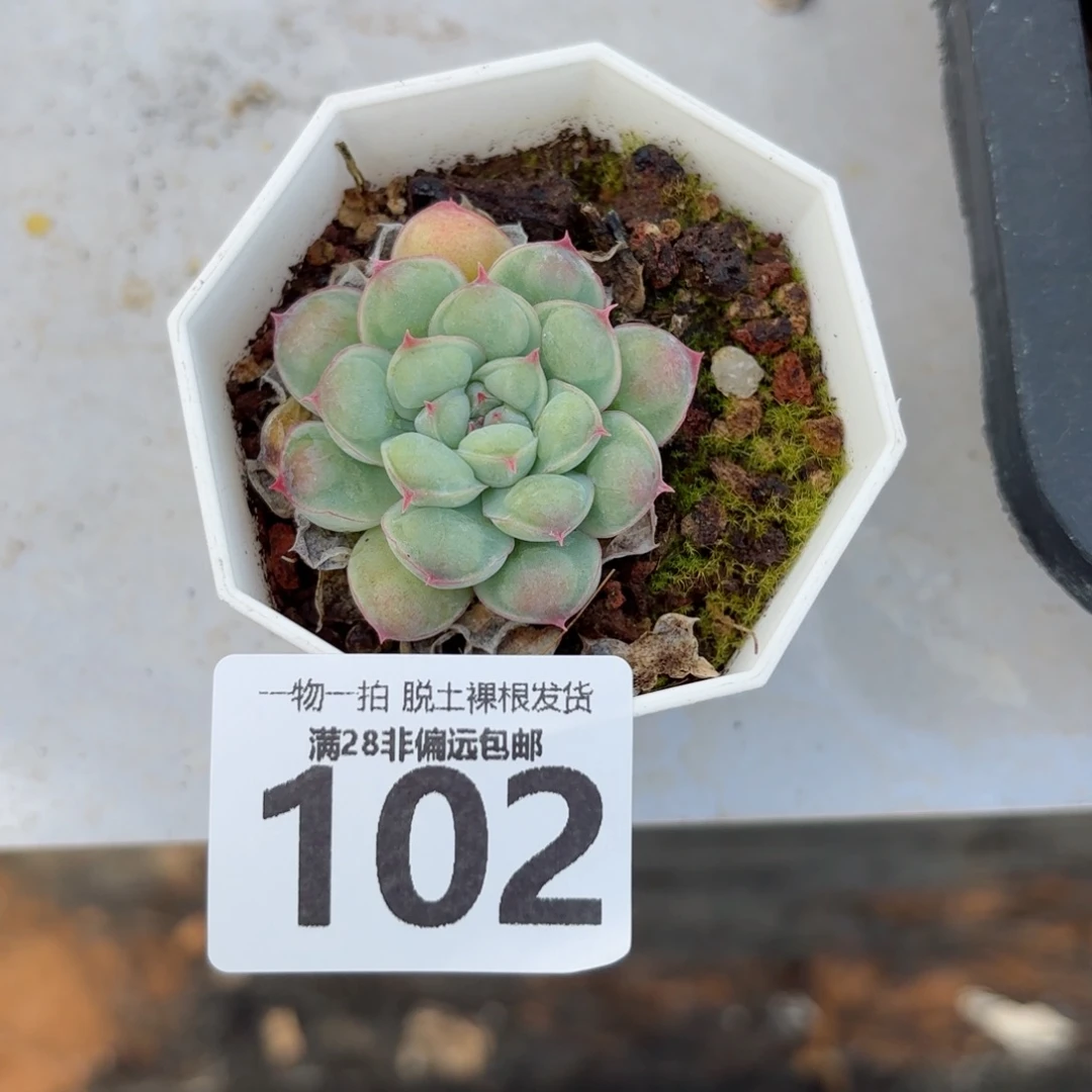 留影单头无盆土发货