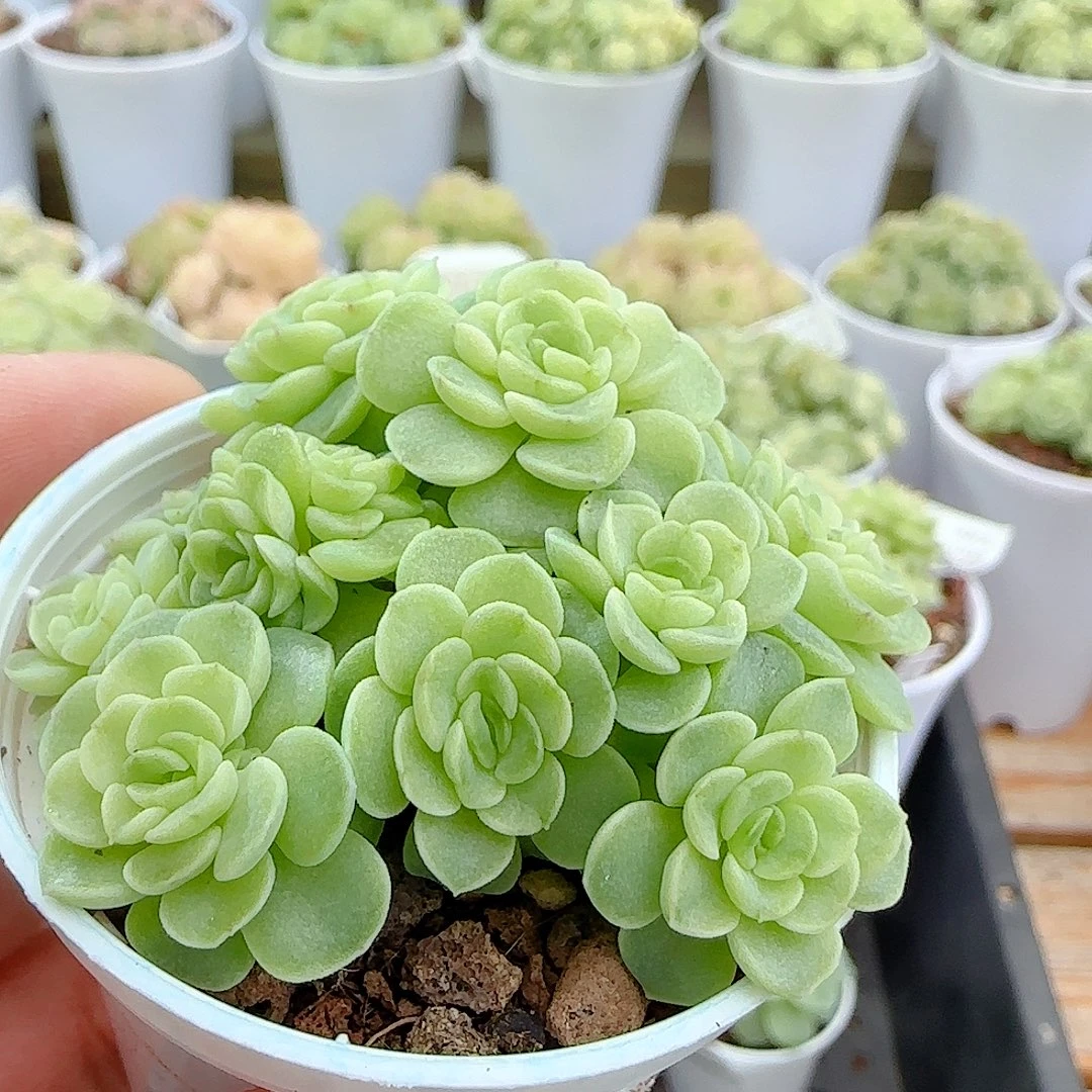 咩***ɞ1103-145（fm-214）优选