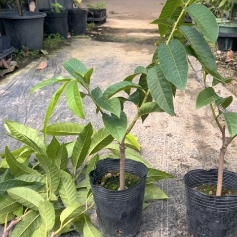 陈***兰金钻凤梨379627046074799