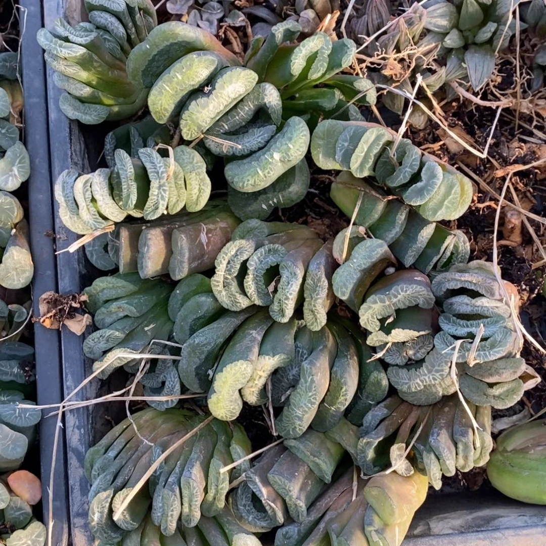 2715 一颗实生大玉扇