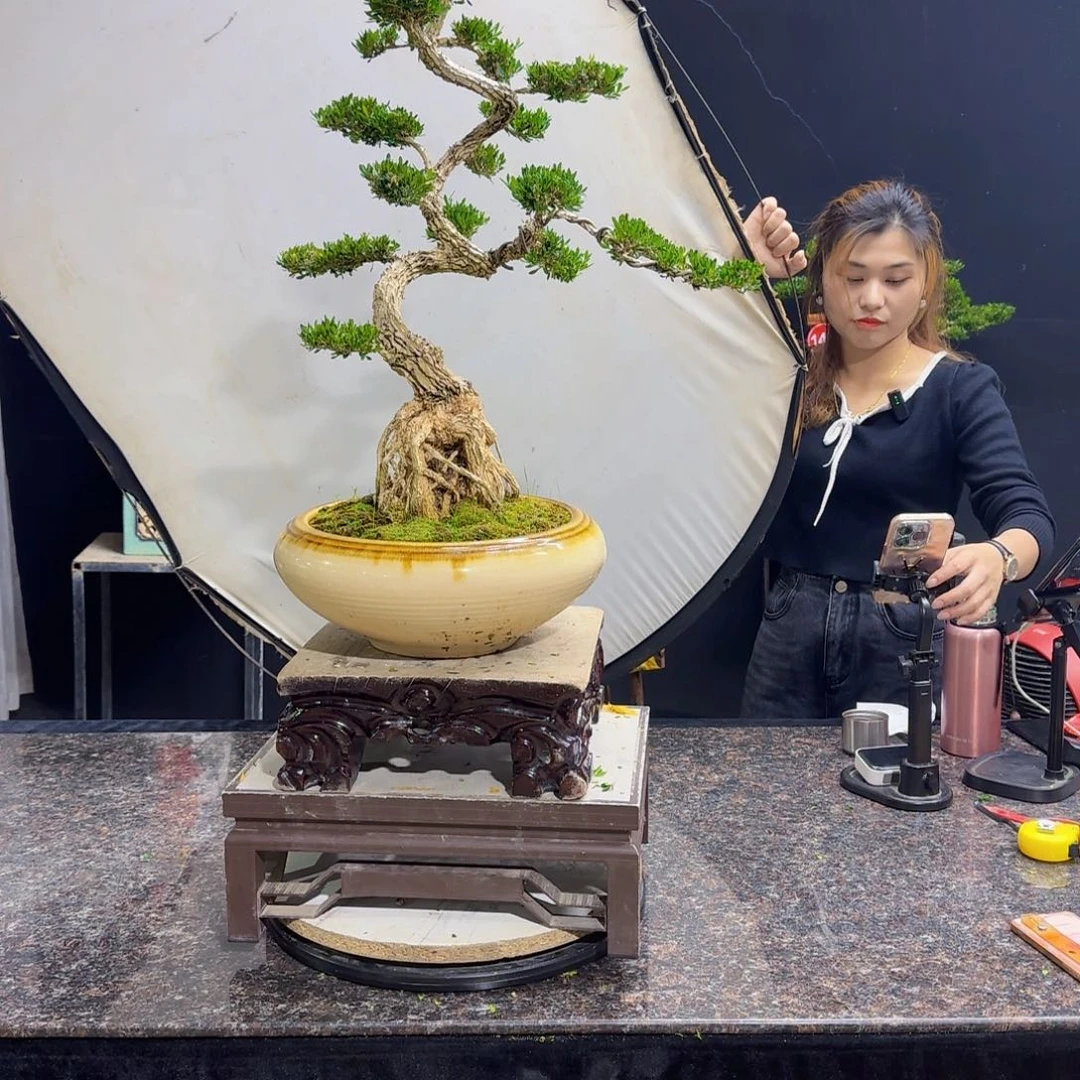 当前无花朵，栽培后可花朵