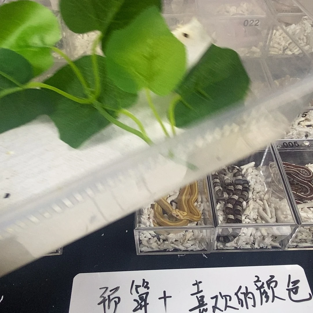 兜***兜盖勾亚守宫555555