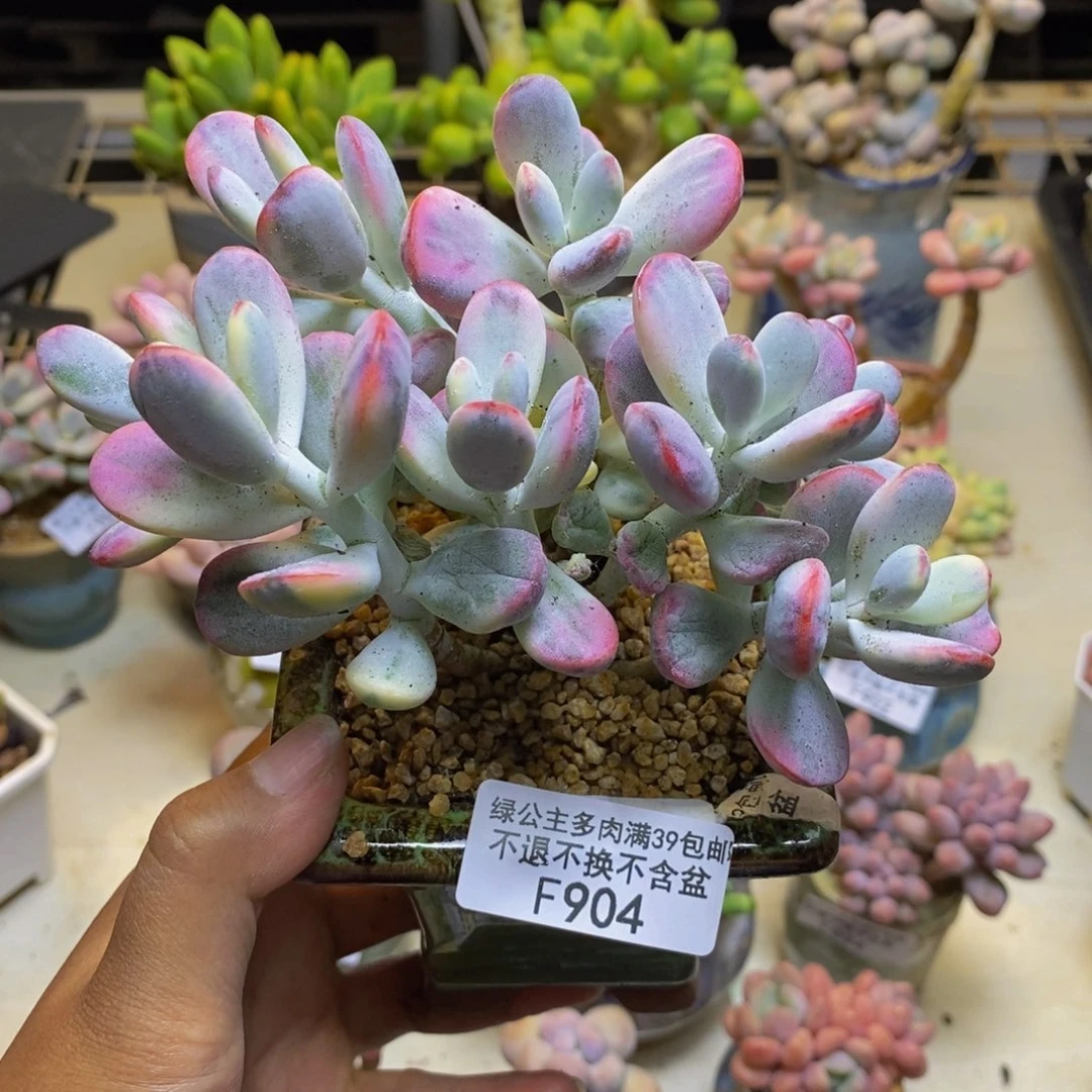 904乓乓福娘锦多肉有断枝