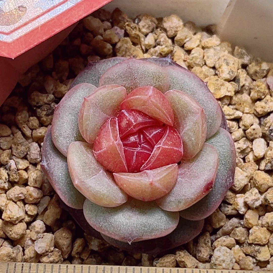 E814一物一拍 落花